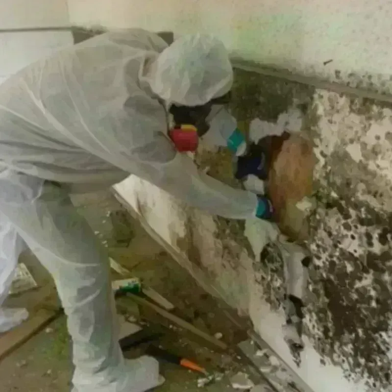 Mold Remediation and Removal in Coos County, OR